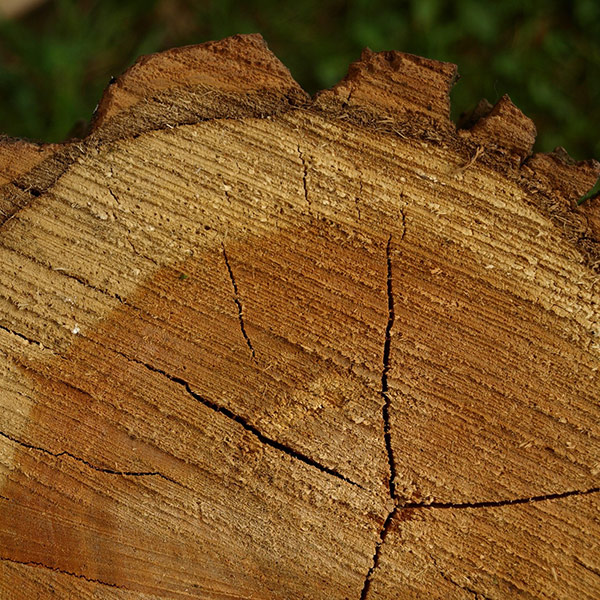 xtreme-trees-tree-service-kankakee-central-illinois